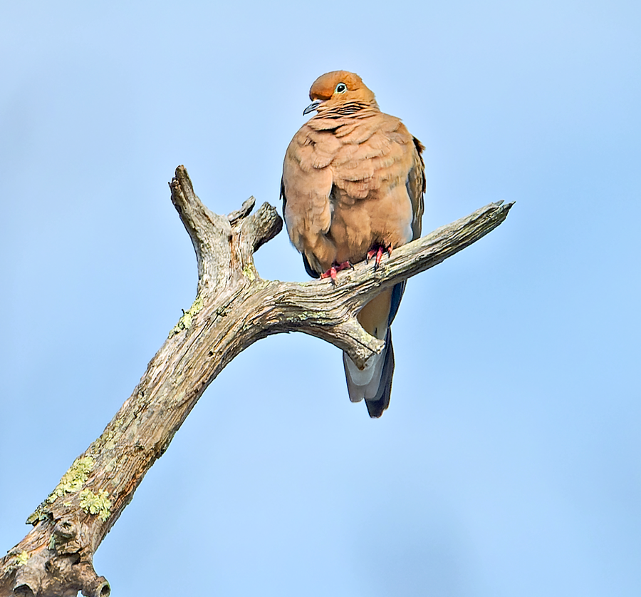 Mourning Dove - ML617260283