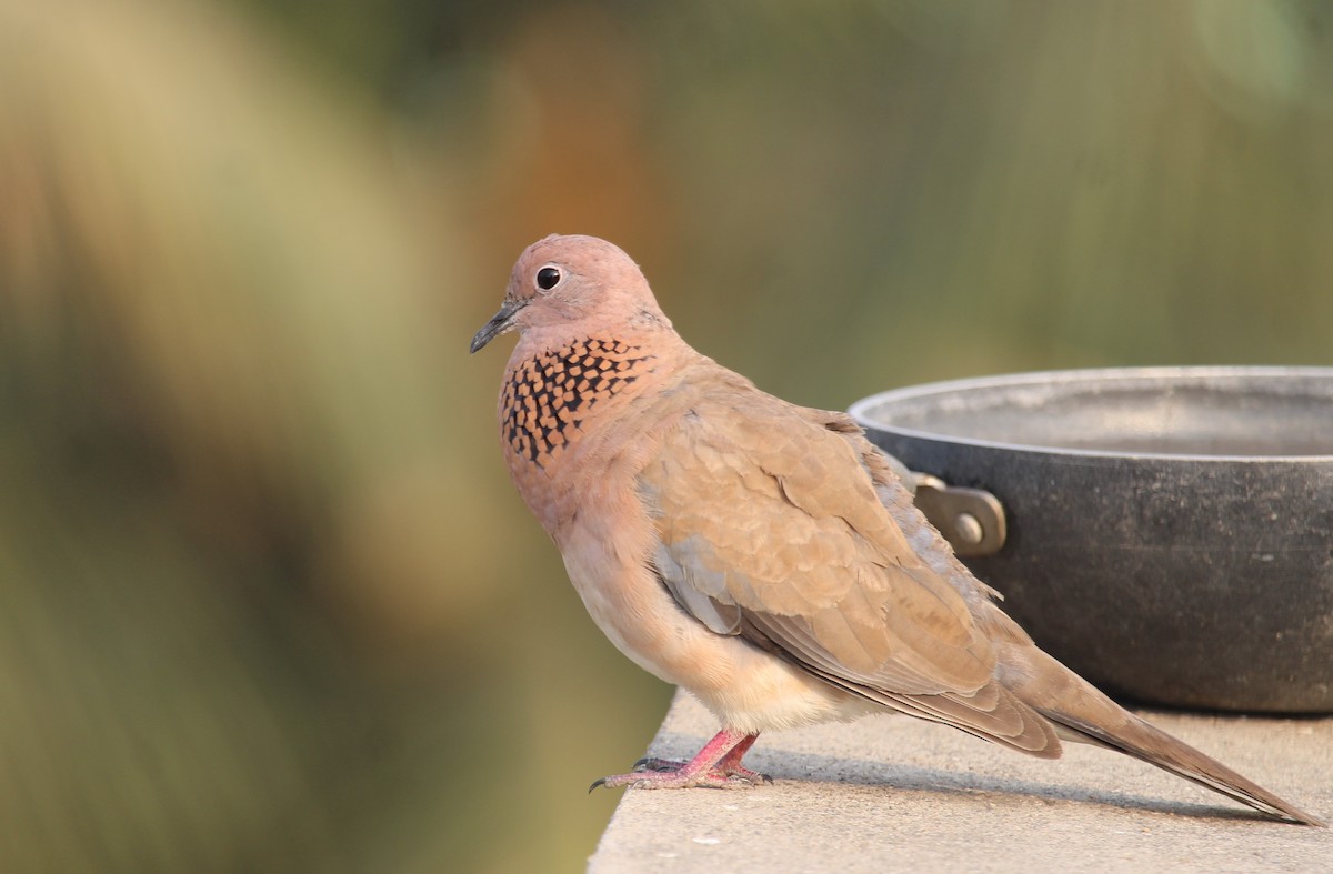 Laughing Dove - ML617260285