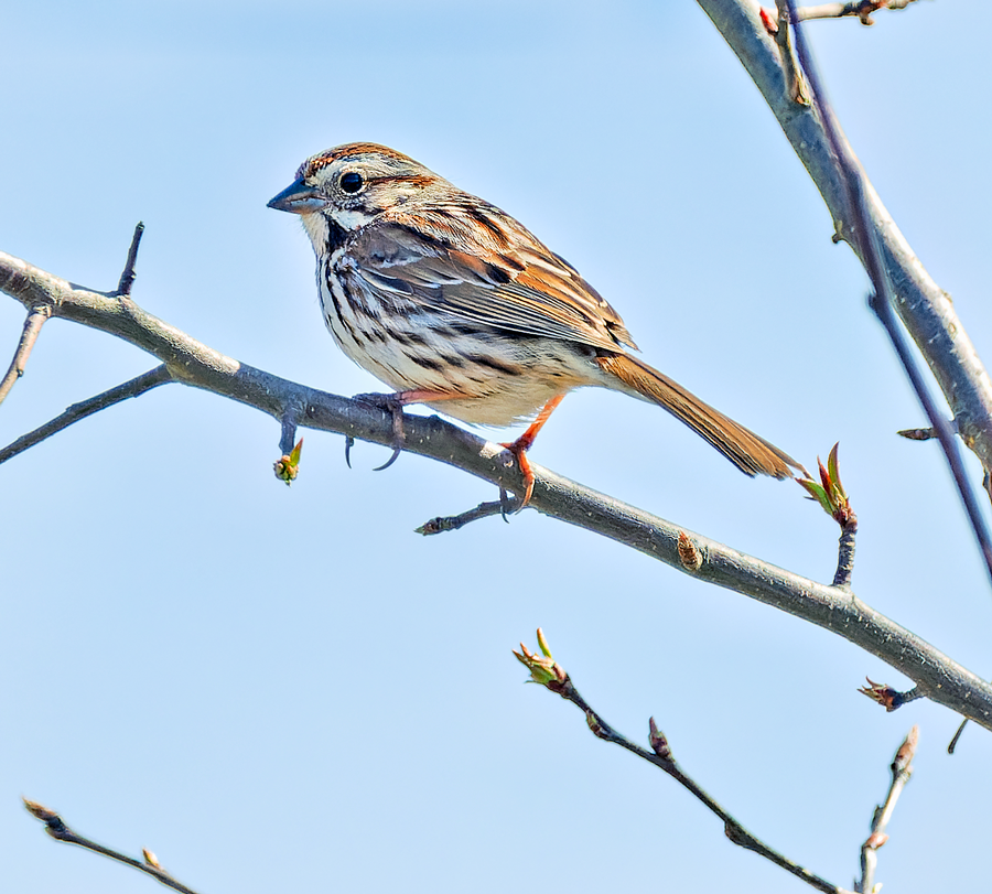 Song Sparrow - Kristine Mika