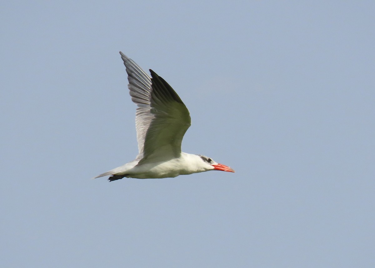 Caspian Tern - ML617260321