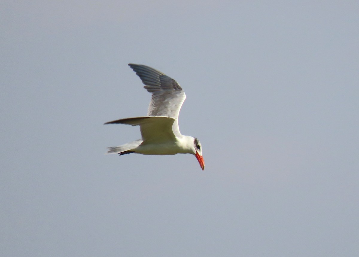 Caspian Tern - ML617260322