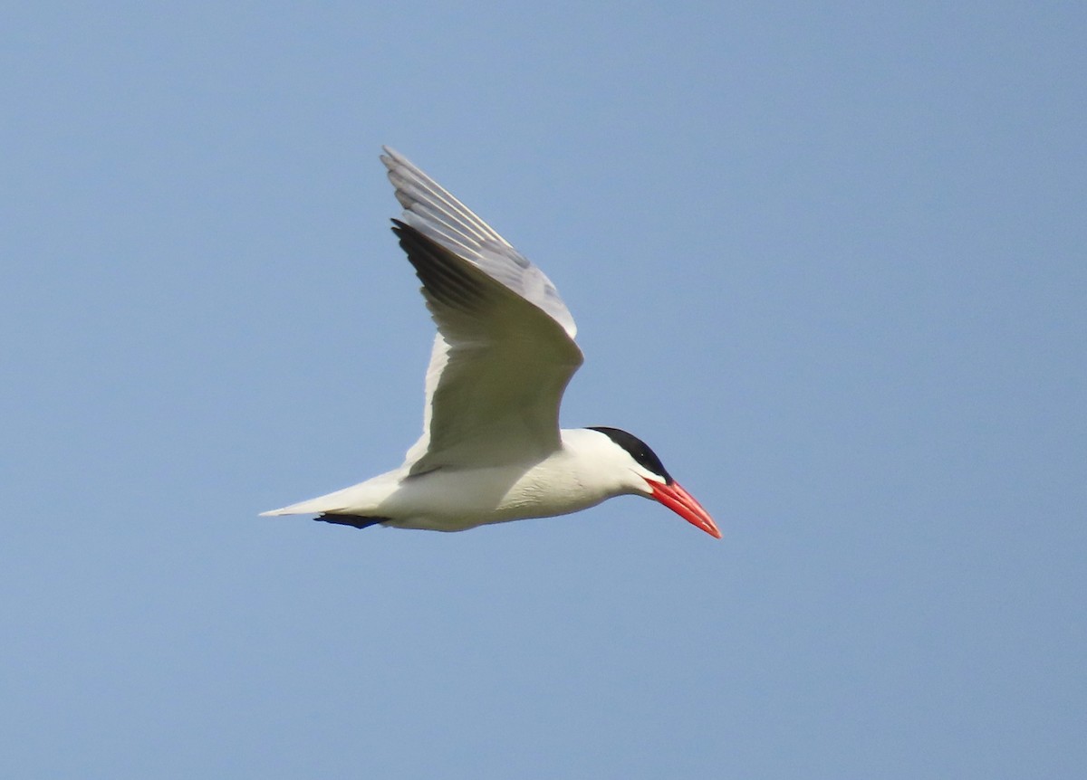 Caspian Tern - ML617260323