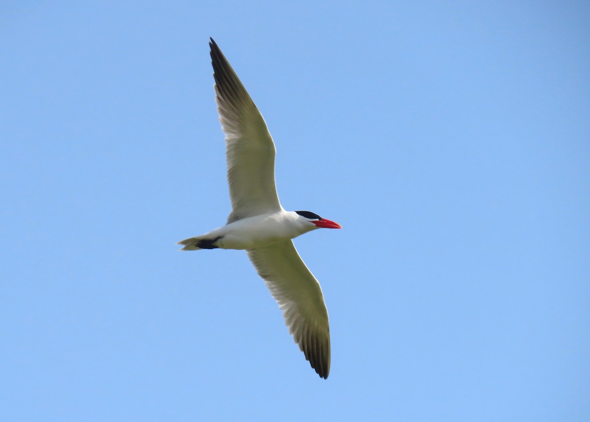 Caspian Tern - ML617260324