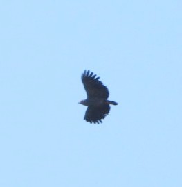 Slender-billed Kite - Brodie Cass Talbott