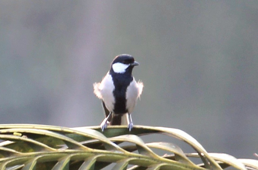 Cinereous Tit - ML617260337