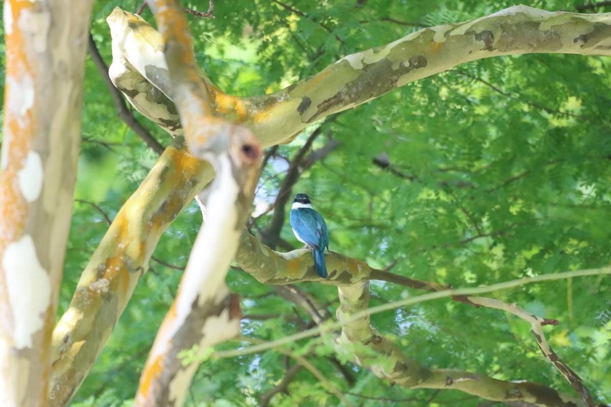 Collared Kingfisher - ML617260364