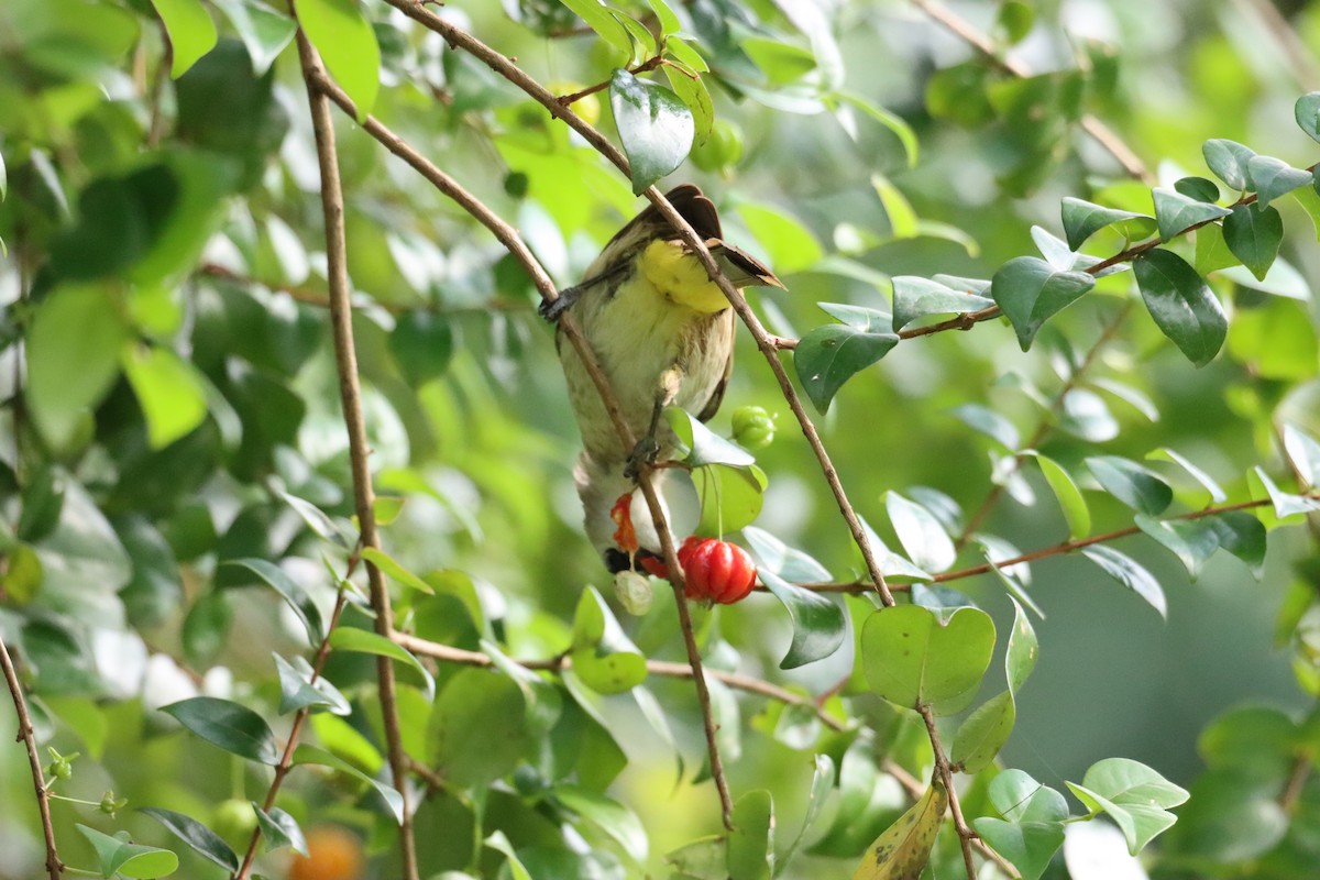 Yellow-vented Bulbul - ML617260394