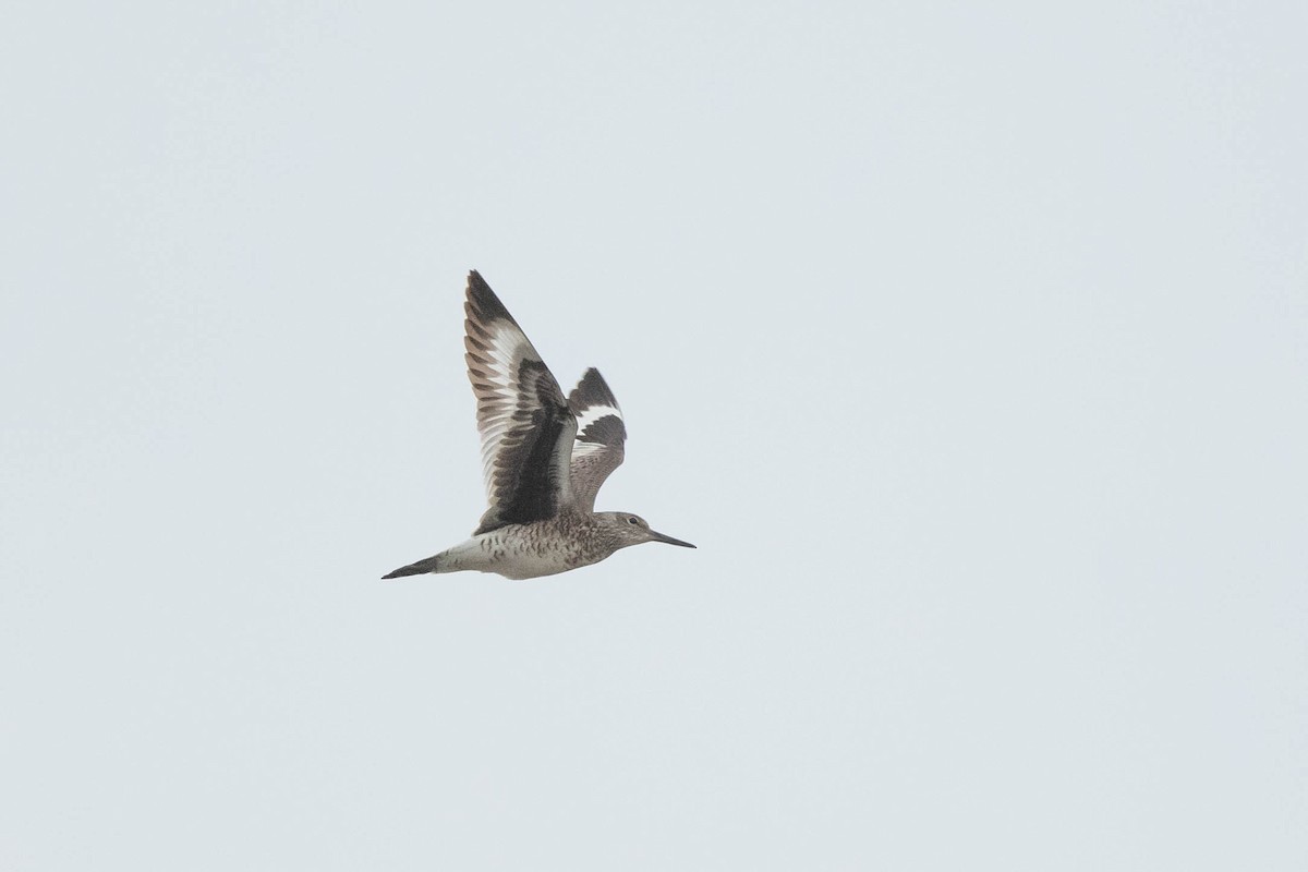 Willet (Eastern) - ML617260395