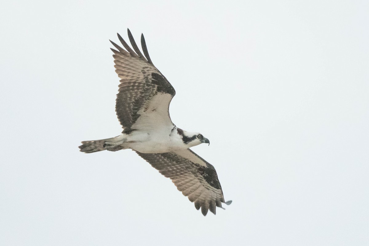 Osprey - ML617260406