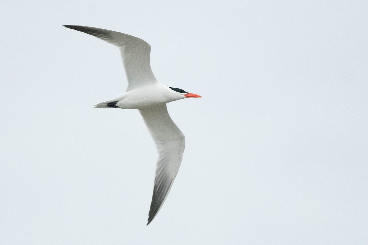 Caspian Tern - ML617260424