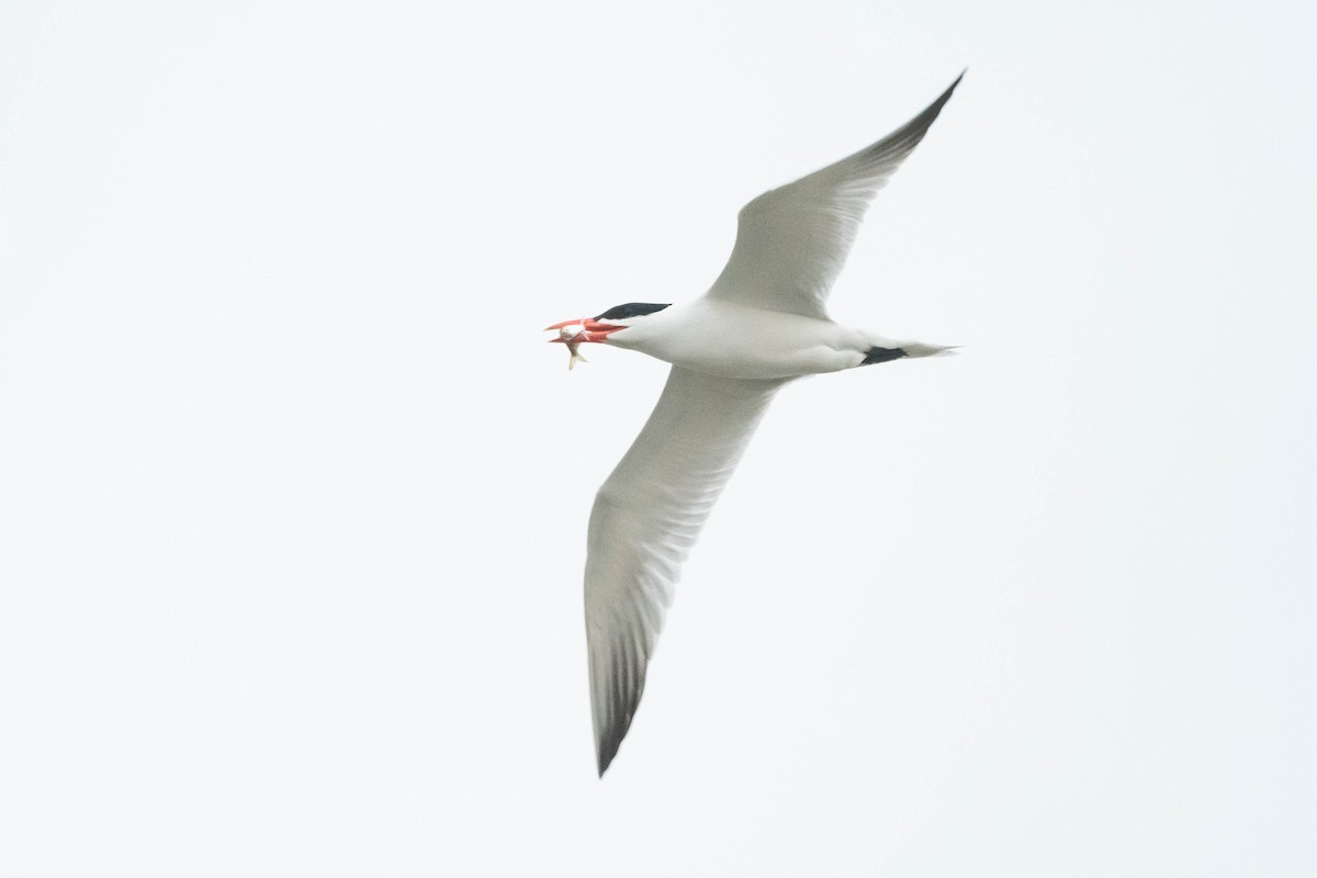 Caspian Tern - ML617260426