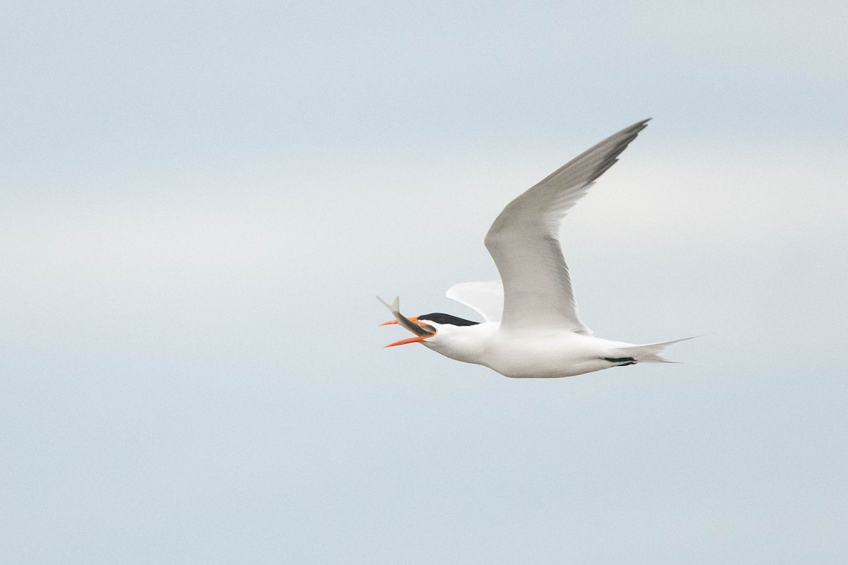 Royal Tern - ML617260429