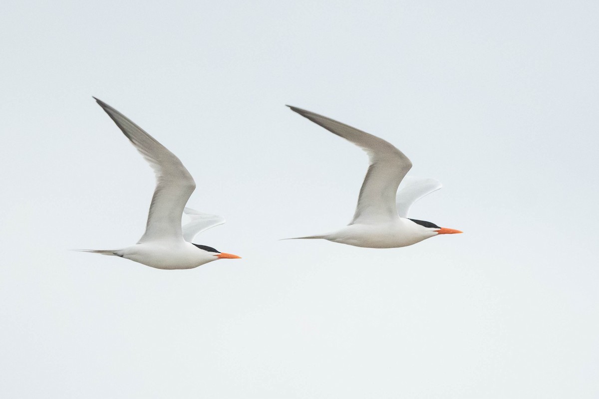 Royal Tern - ML617260431