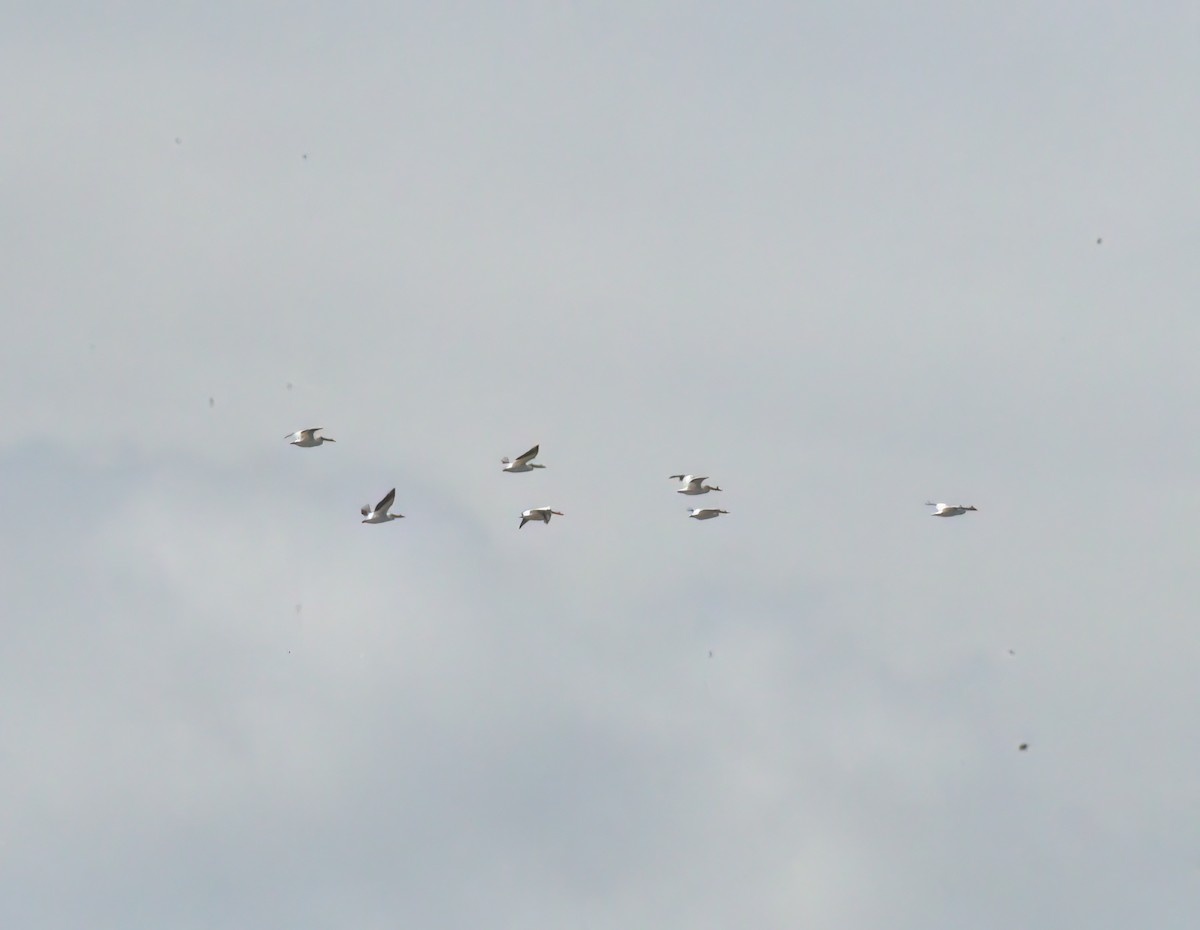 American White Pelican - Bill Williams