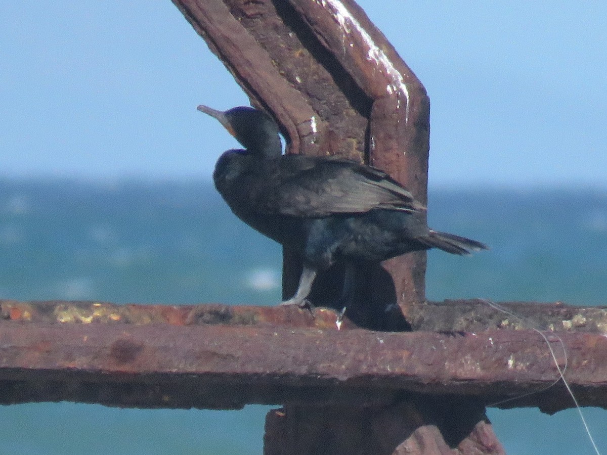 Cormoran du Cap - ML617260444