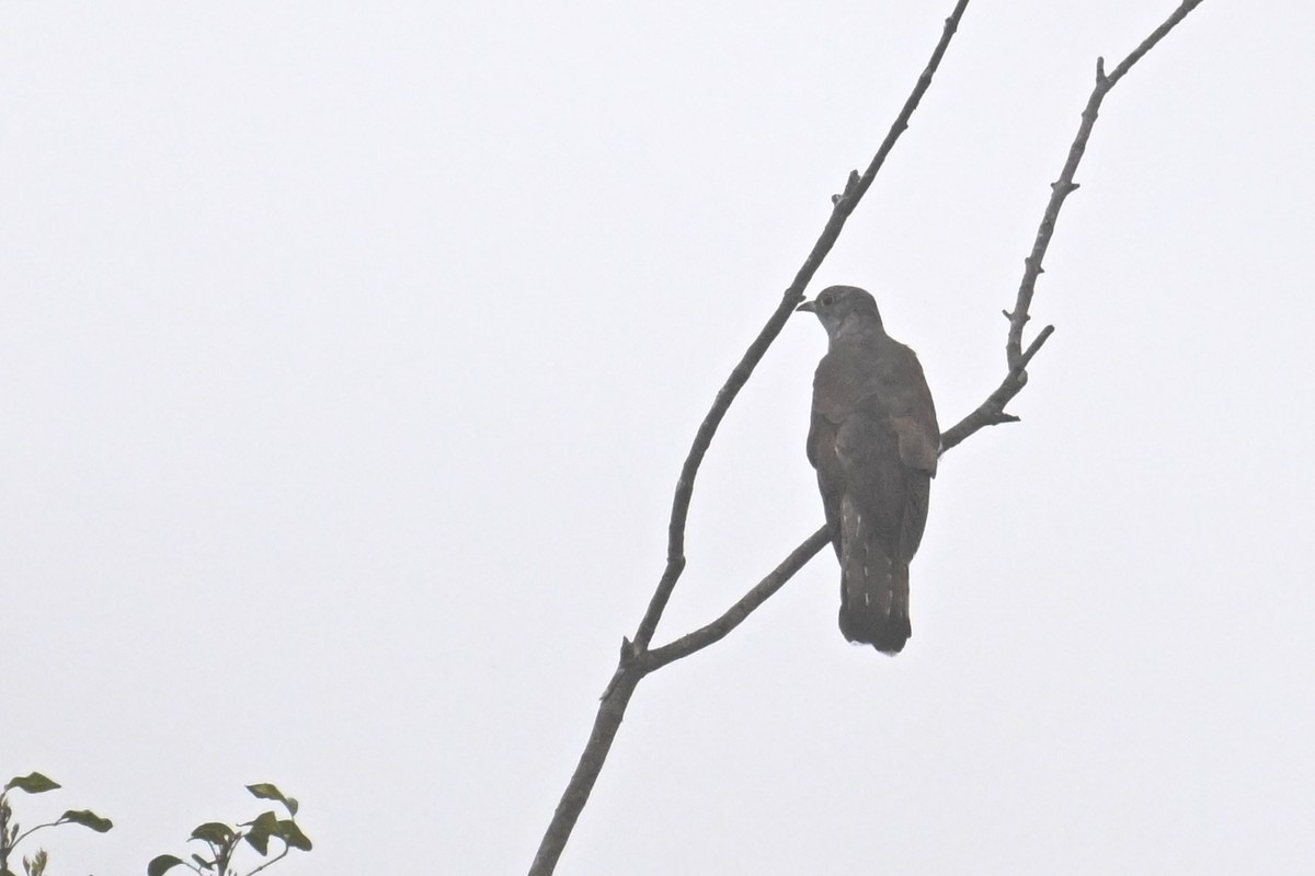 Indian Cuckoo - ML617260486