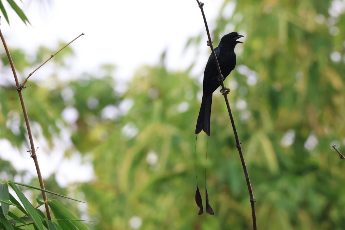 Greater Racket-tailed Drongo - ekkachai cheewaseleechon