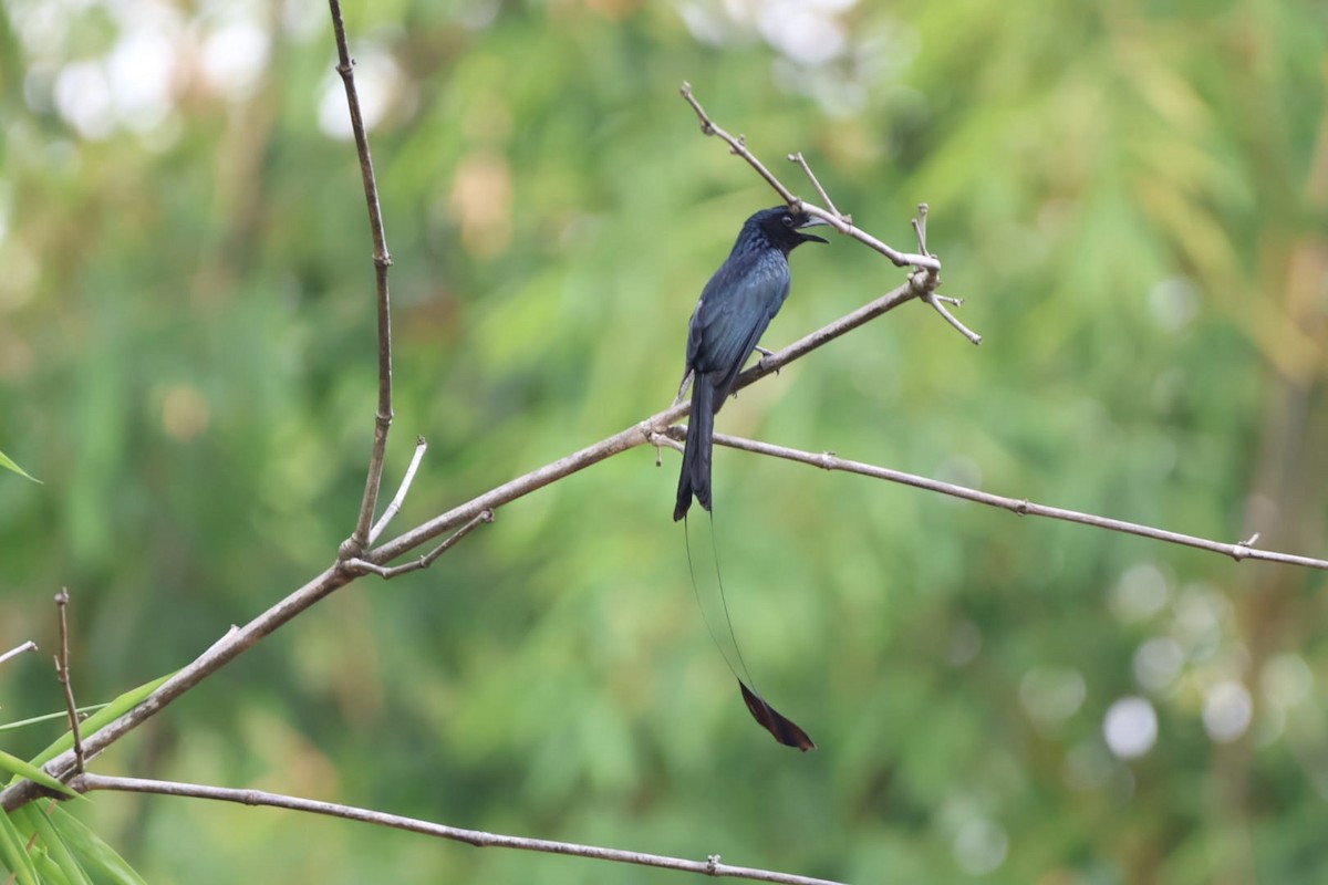 Greater Racket-tailed Drongo - ekkachai cheewaseleechon