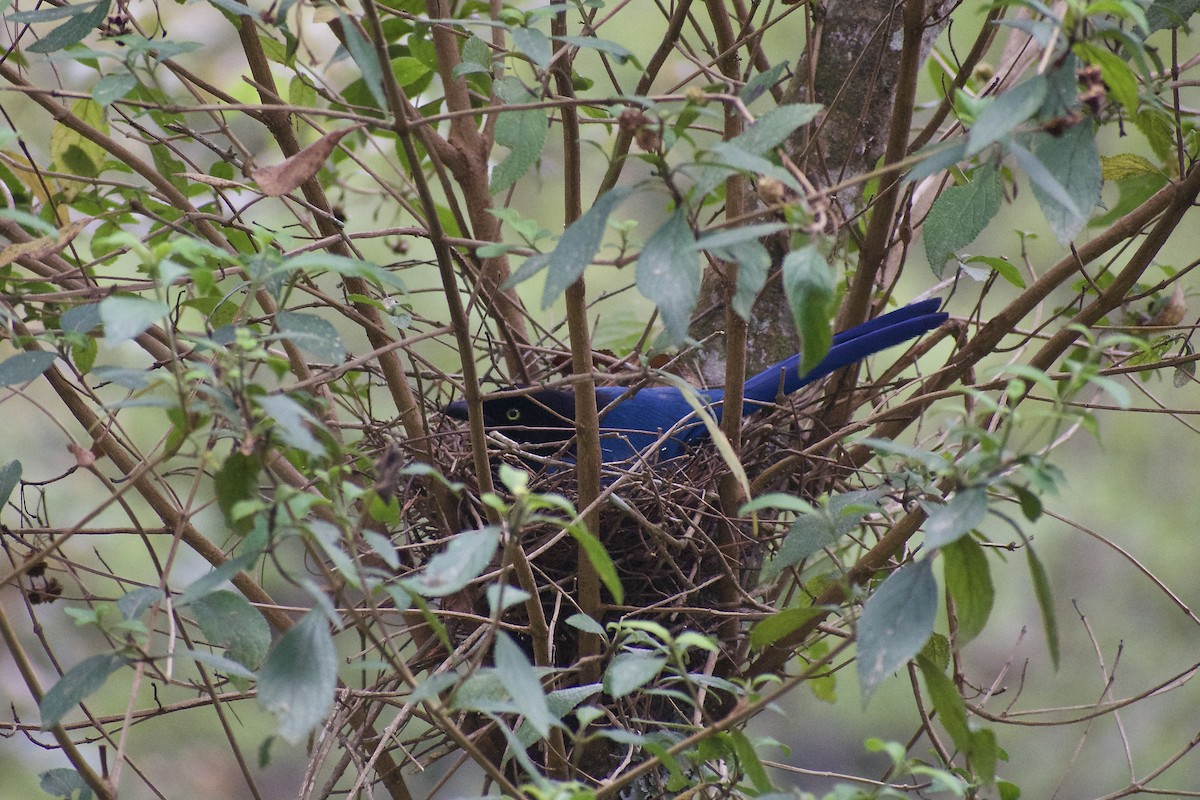 Bushy-crested Jay - ML617260564