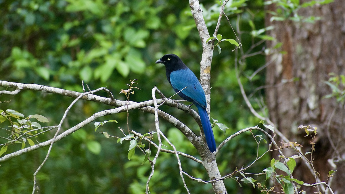 Bushy-crested Jay - ML617260571