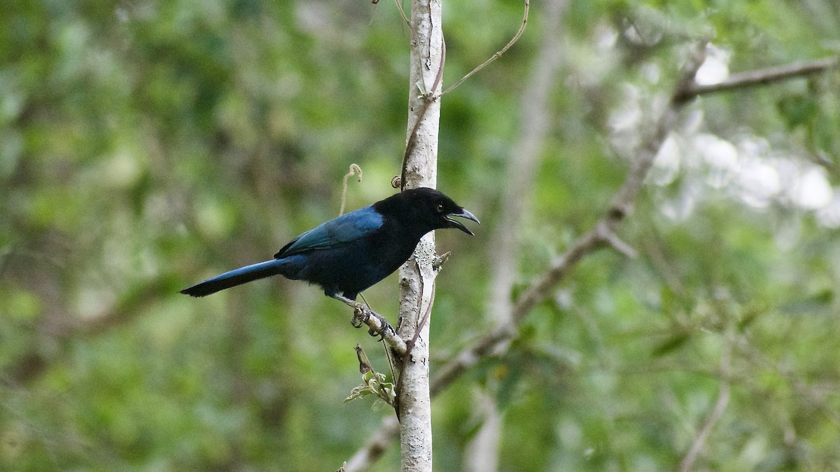 Bushy-crested Jay - ML617260573