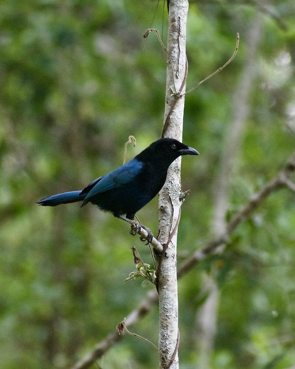 Bushy-crested Jay - ML617260575