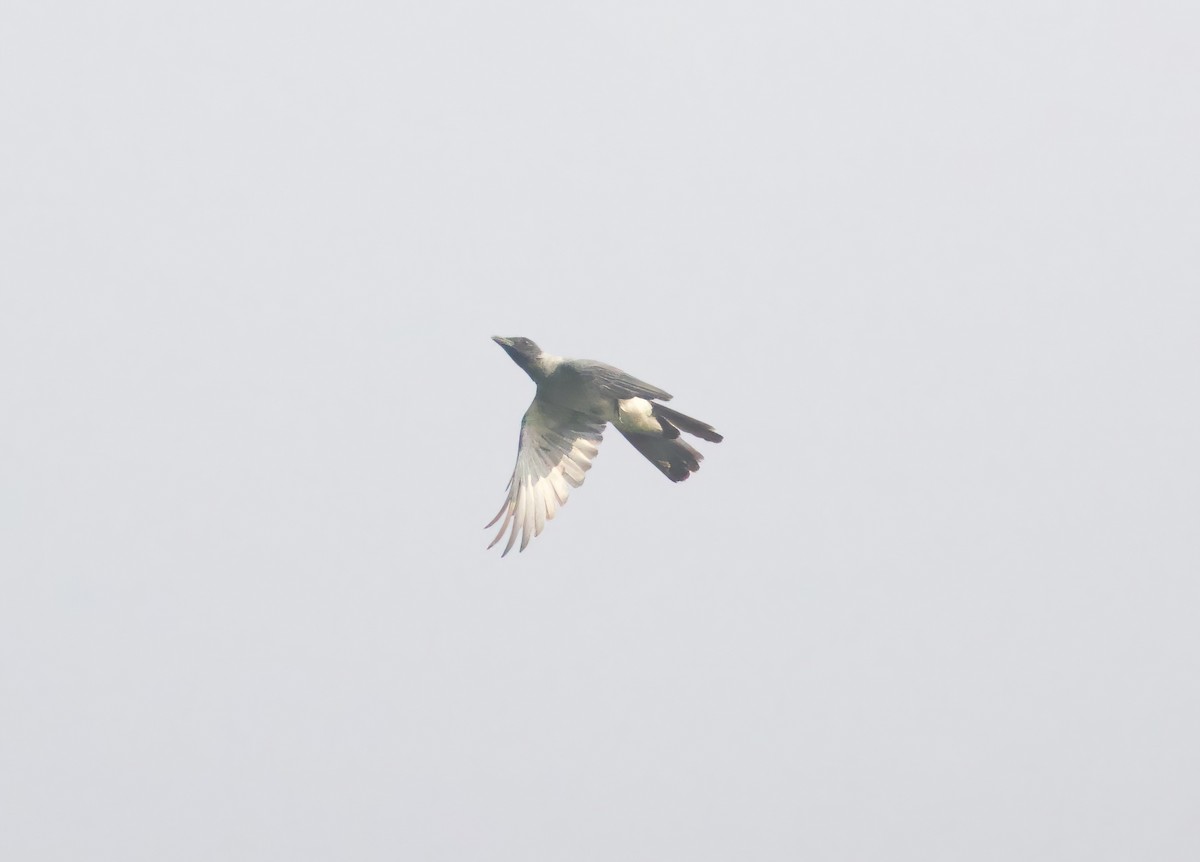 Wallacean Cuckooshrike - ML617260626