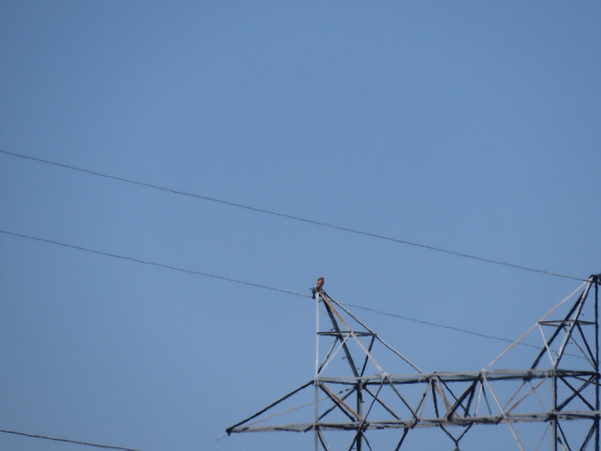 Red-tailed Hawk - ML617260679