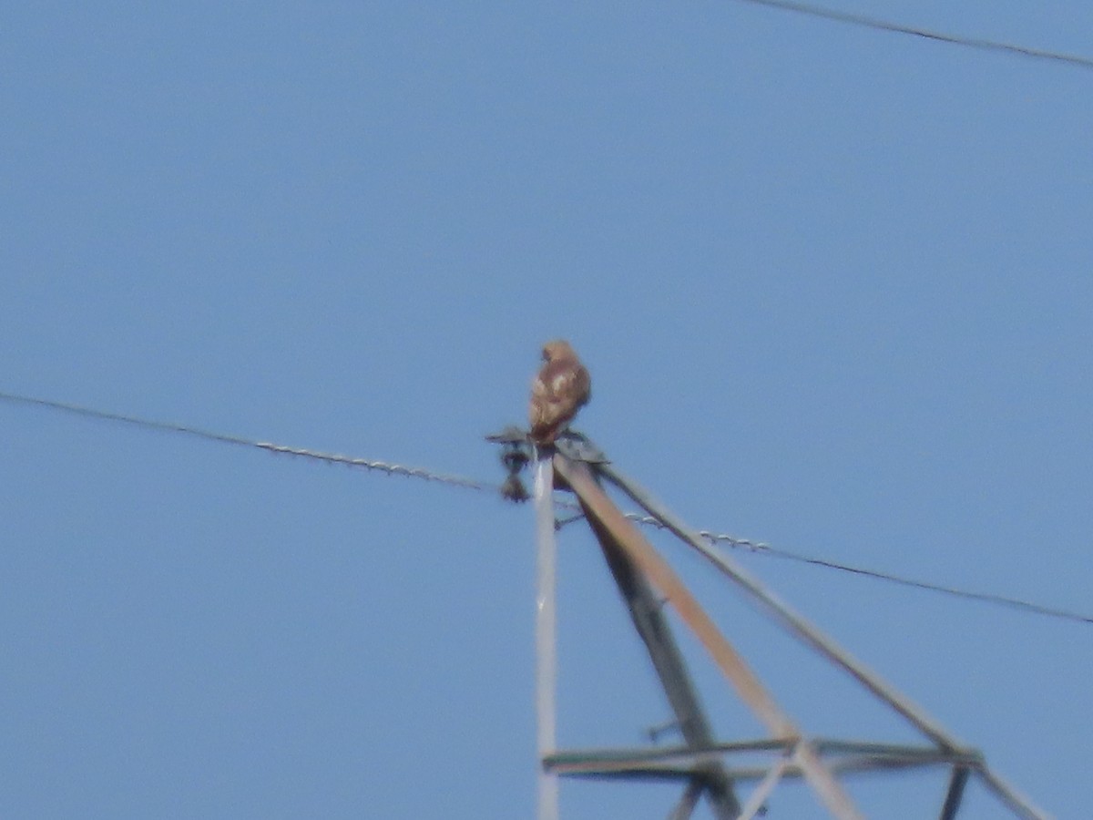 Red-tailed Hawk - ML617260690