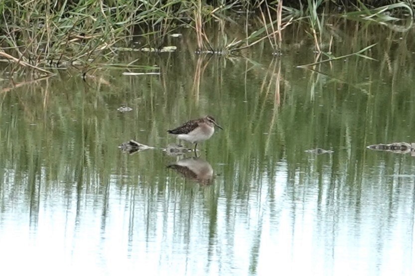 Wood Sandpiper - ML617260708