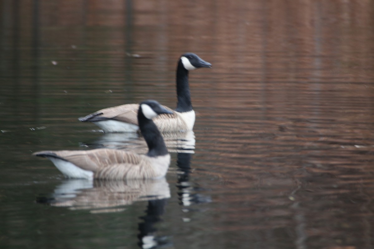 Canada Goose - ML617260718