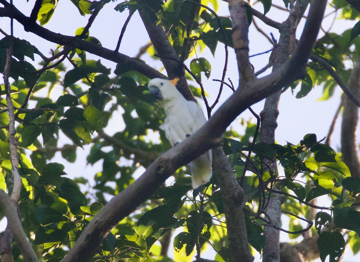 Citron-crested Cockatoo - ML617260730