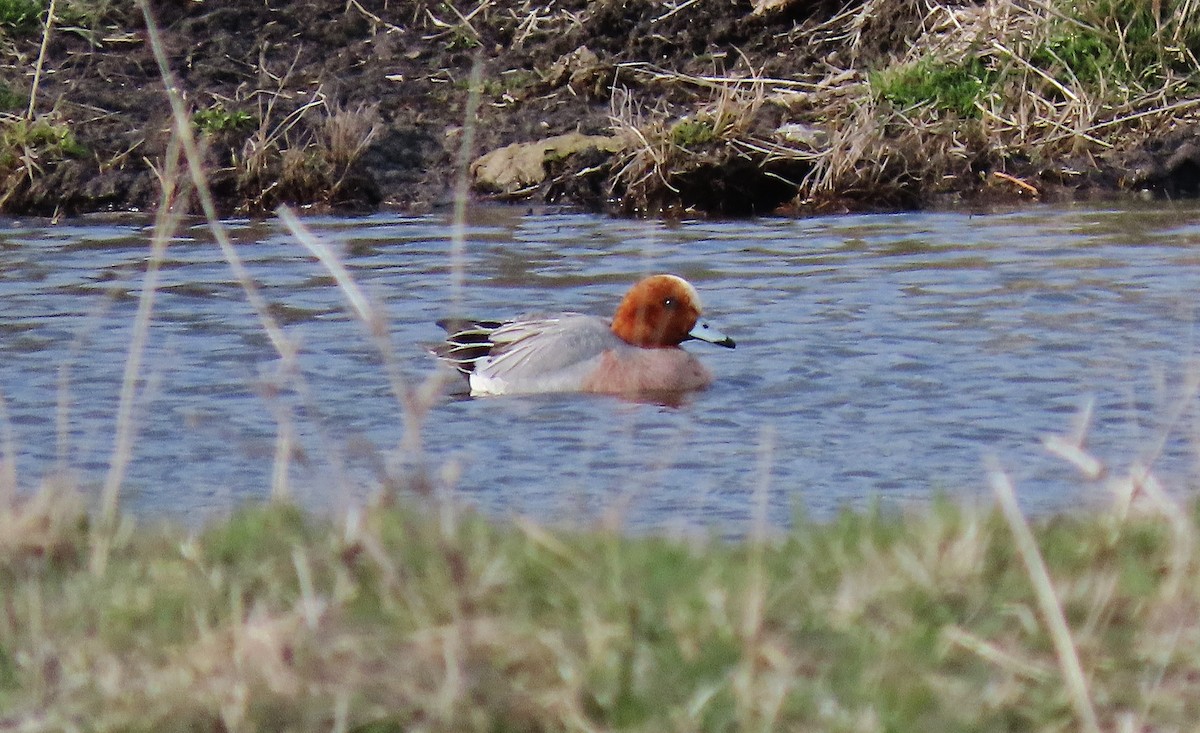 Eurasian Wigeon - ML617260736