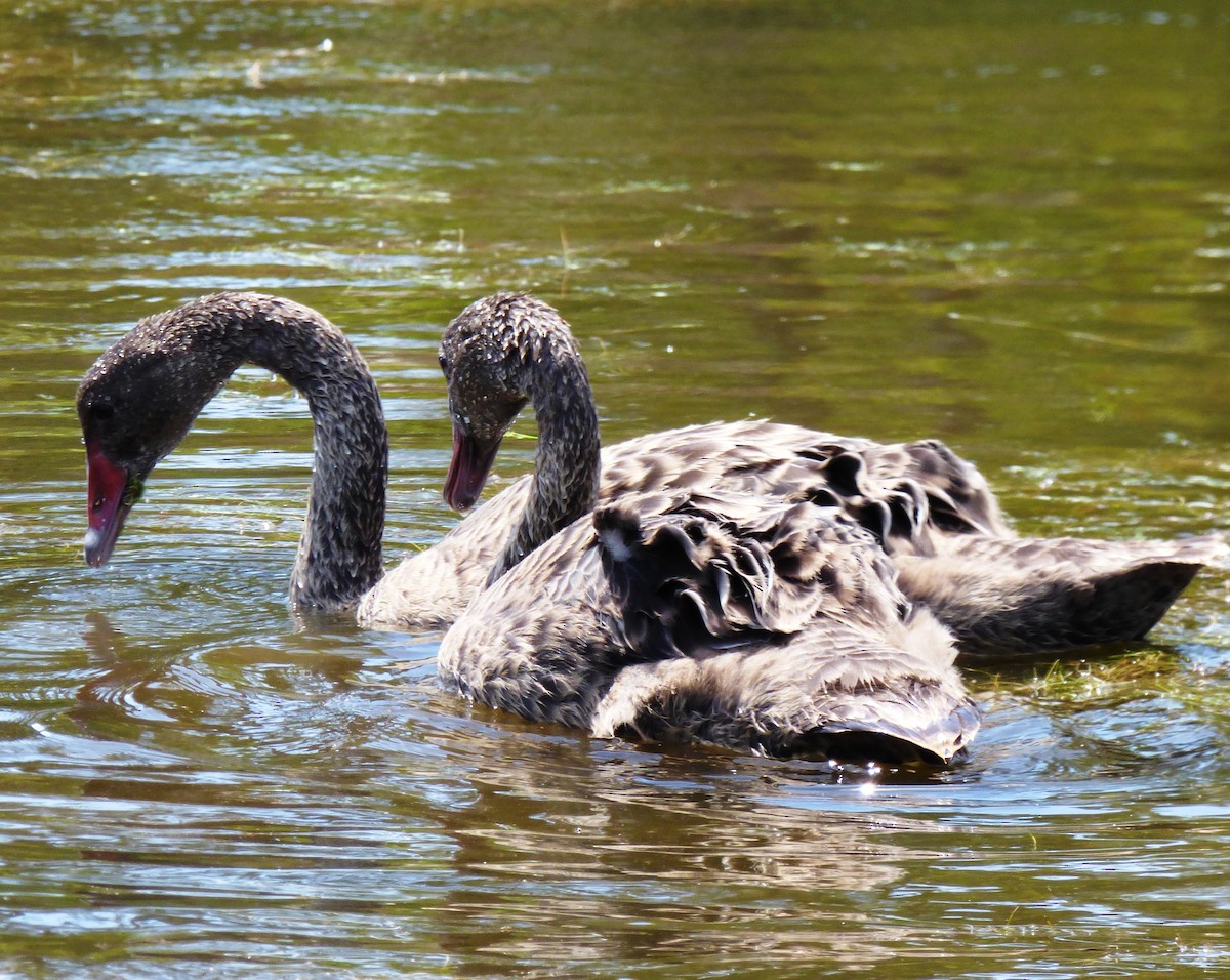 Black Swan - ML617260787