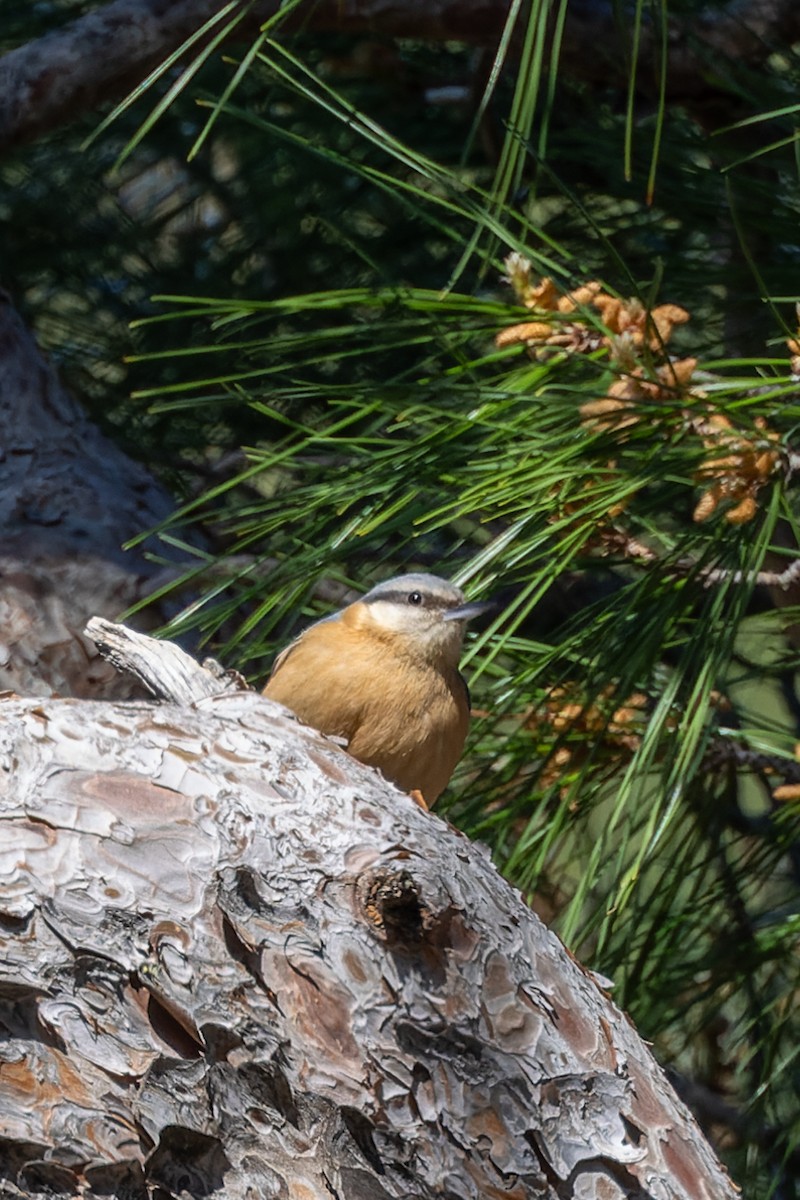 Eurasian Nuthatch - ML617260836