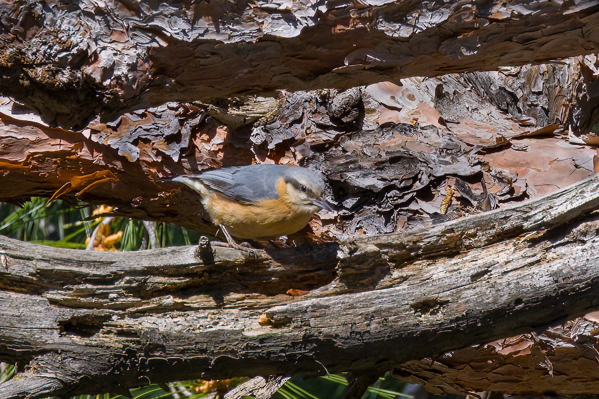 Eurasian Nuthatch - ML617260837