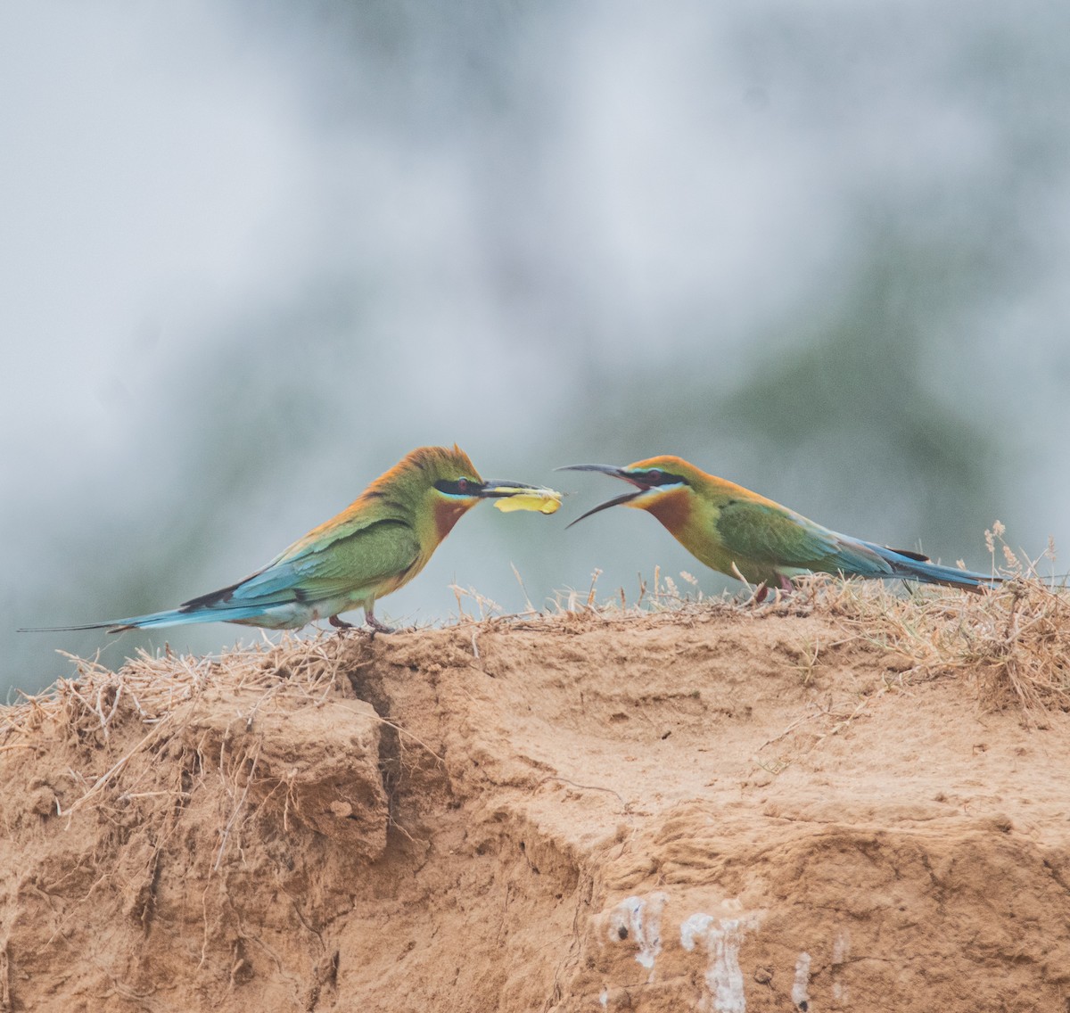 Blue-tailed Bee-eater - ML617260851