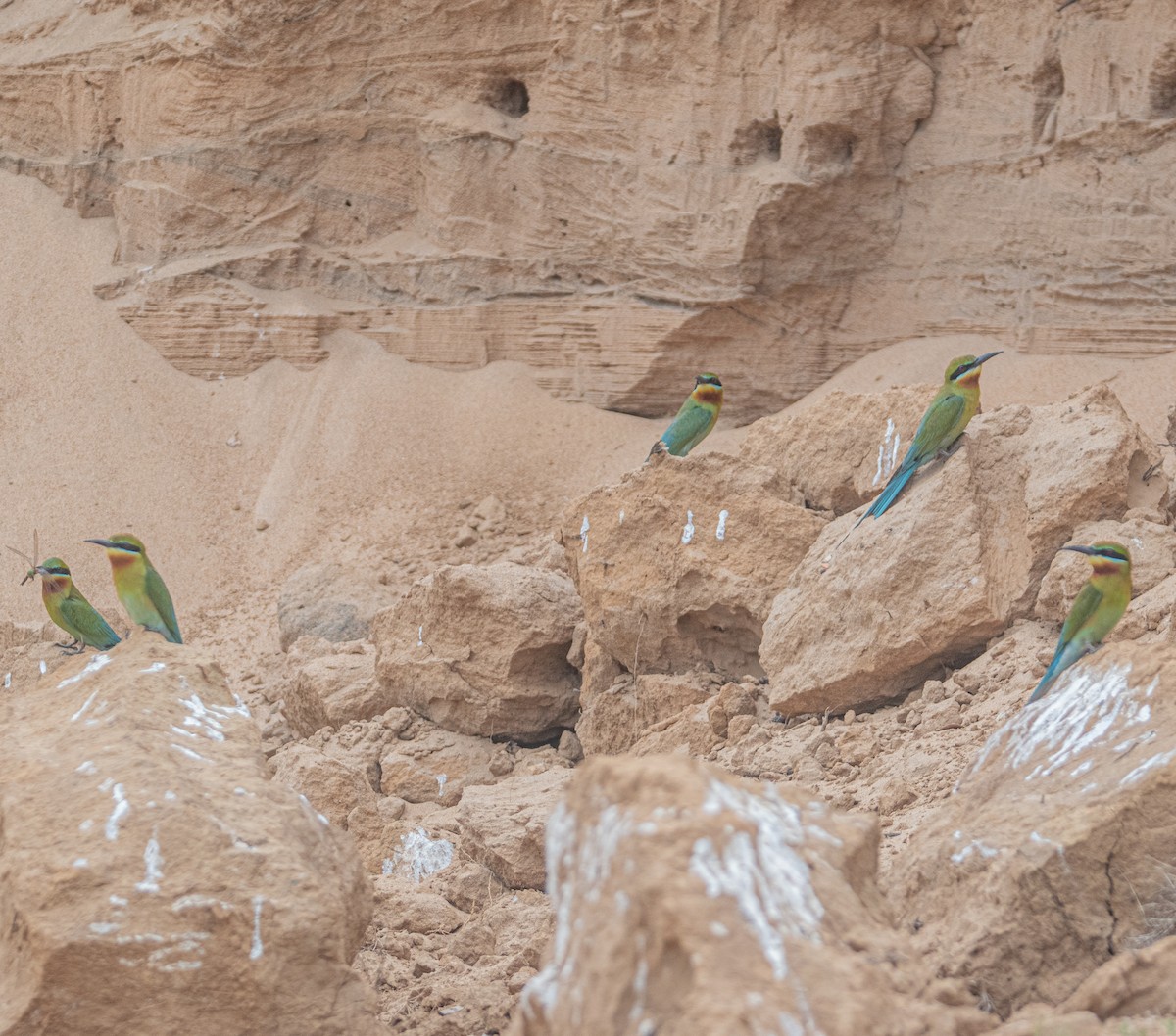 Blue-tailed Bee-eater - ML617260853