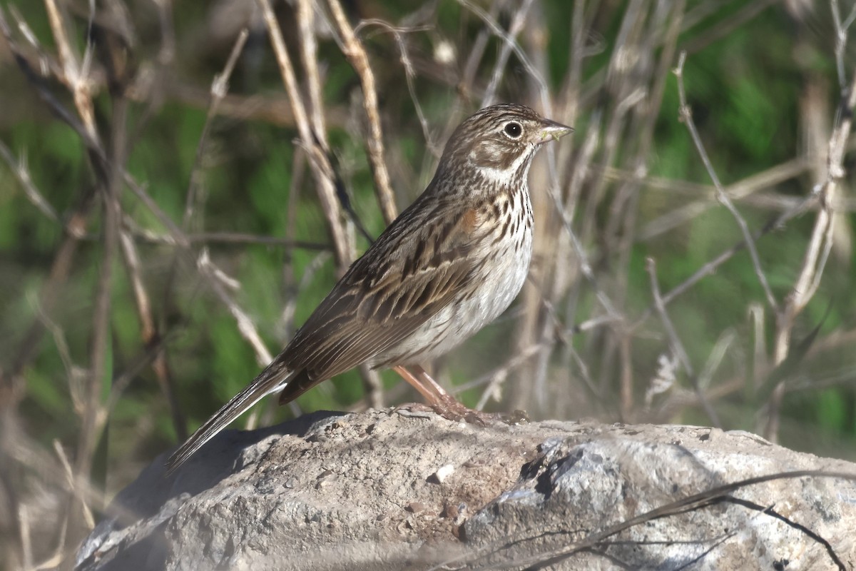 Vesper Sparrow - ML617260885