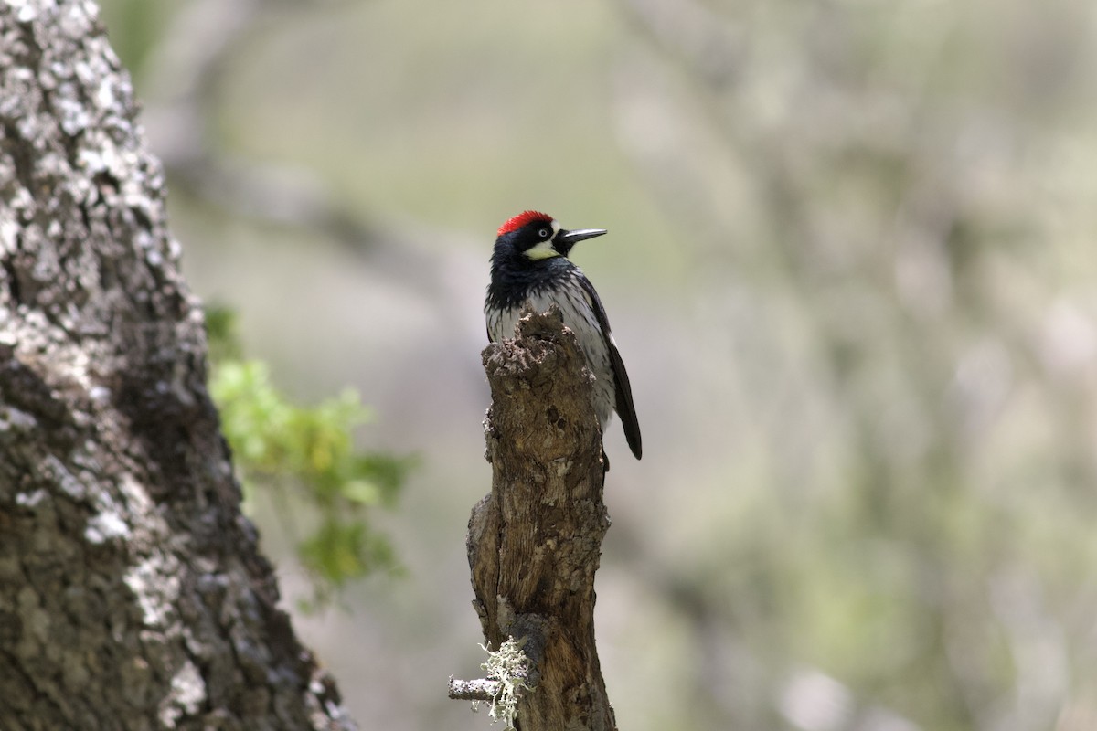 Acorn Woodpecker - ML617260901