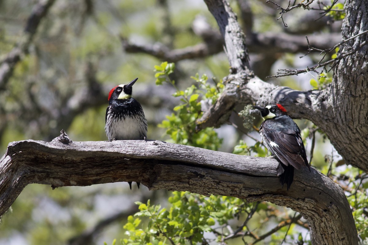 Acorn Woodpecker - ML617260902