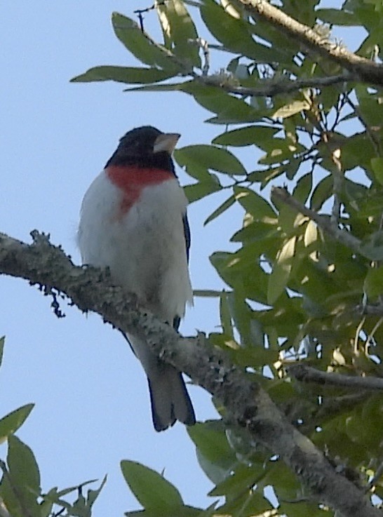 Rose-breasted Grosbeak - pamela graber