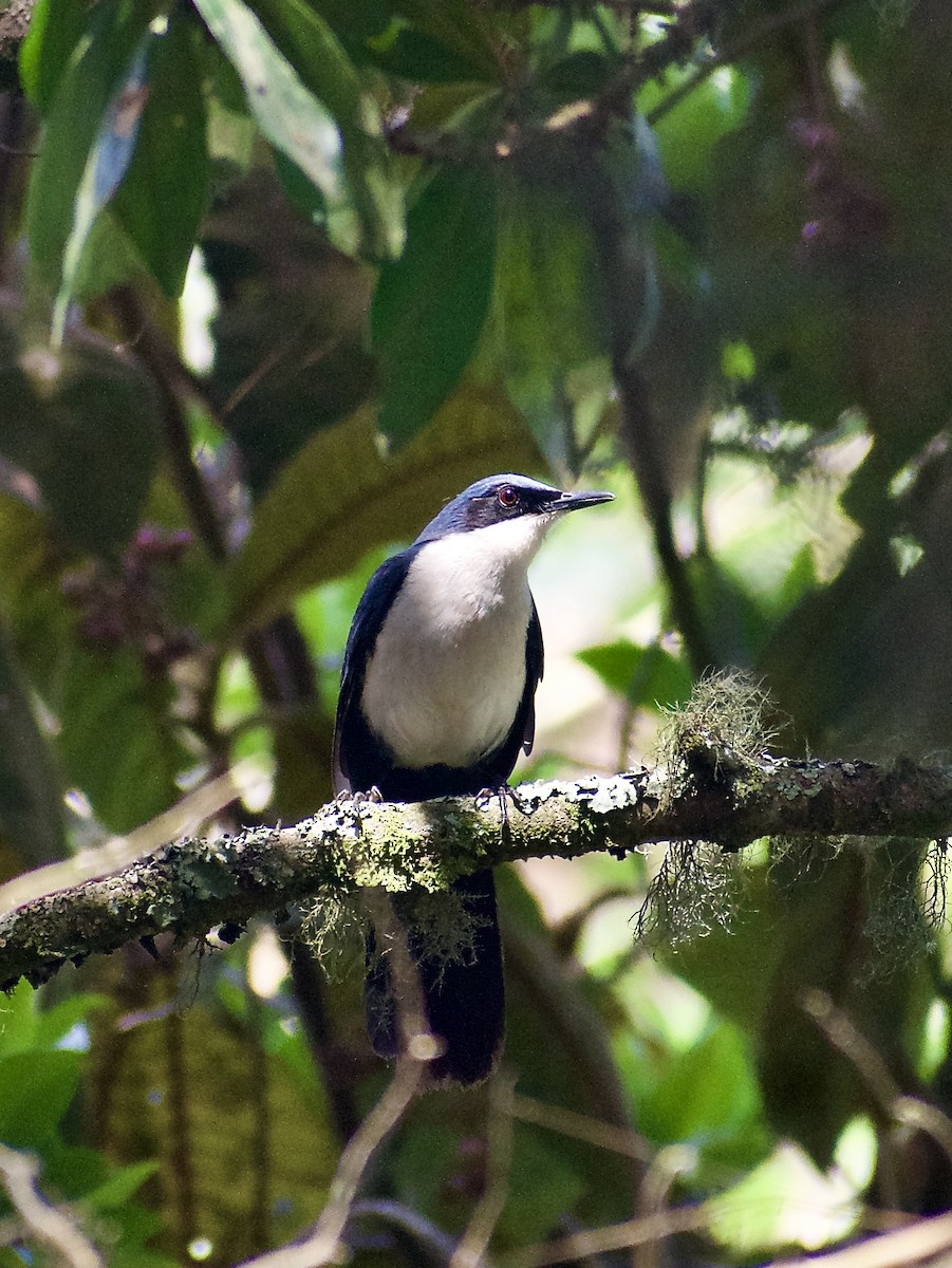 Blue-and-white Mockingbird - ML617260991