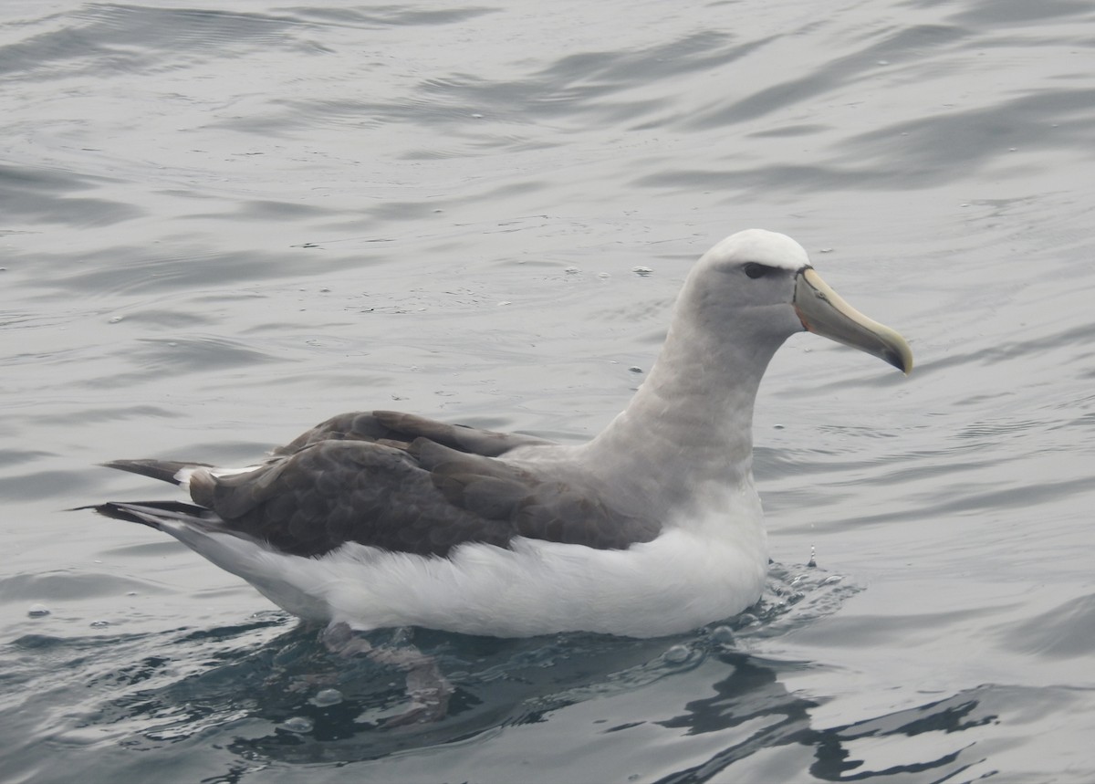Albatros de Salvin - ML617260993