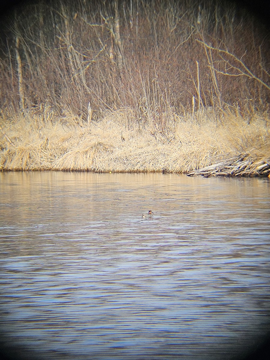 Green-winged Teal - ML617260995
