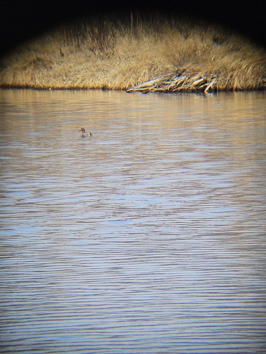 Green-winged Teal - ML617260996