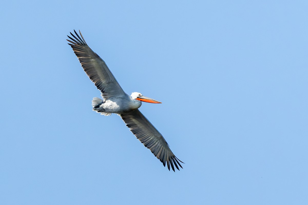 pelikán kadeřavý - ML617261001