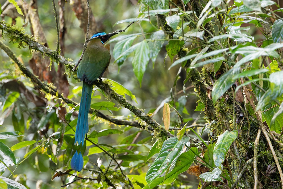 Andean Motmot - Lucas Bobay