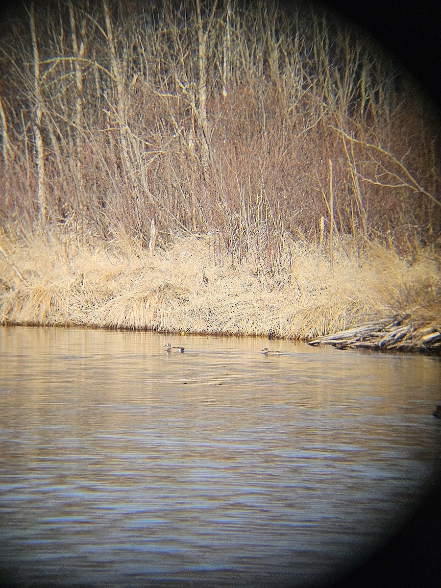 Blue-winged Teal - ML617261013