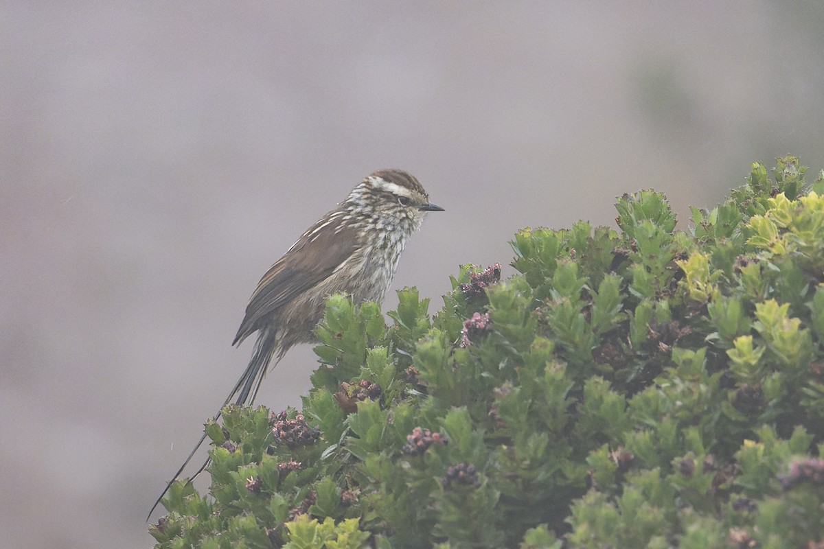 Andean Tit-Spinetail - ML617261085